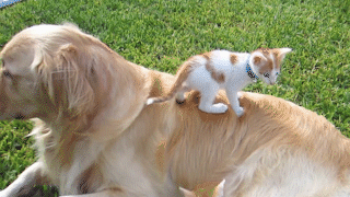 動物,犬,猫,しつけ,飼い方,育て方,病気,健康