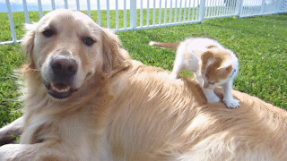 動物,犬,猫,しつけ,飼い方,育て方,病気,健康