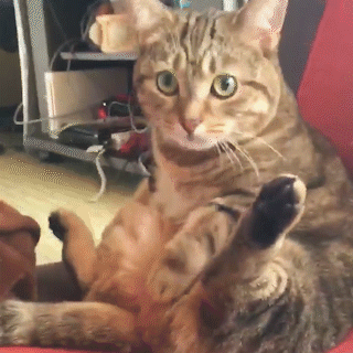 動物,犬,猫,しつけ,飼い方,育て方,病気,健康
