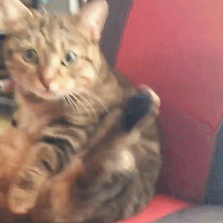 動物,犬,猫,しつけ,飼い方,育て方,病気,健康
