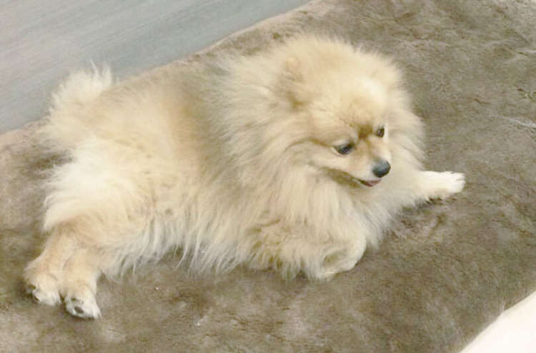 犬 ぬいぐるみ オーダーメイド ポメラニアン オーダーメイドぬいぐるみ PECOHug ペコハグ