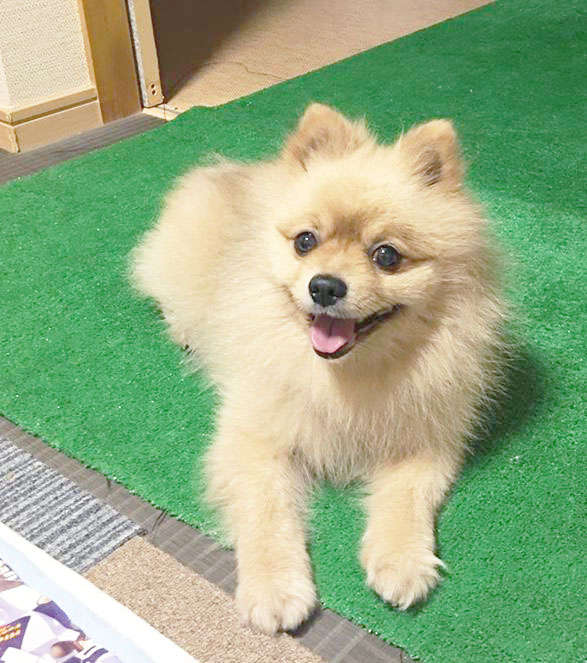 犬 ぬいぐるみ オーダーメイド ポメラニアン オーダーメイドぬいぐるみ PECOHug ペコハグ