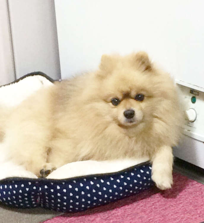 犬 ぬいぐるみ オーダーメイド ポメラニアン オーダーメイドぬいぐるみ PECOHug ペコハグ