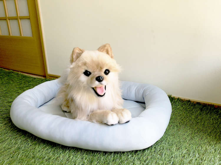 犬 ぬいぐるみ オーダーメイド ポメラニアン オーダーメイドぬいぐるみ PECOHug ペコハグ