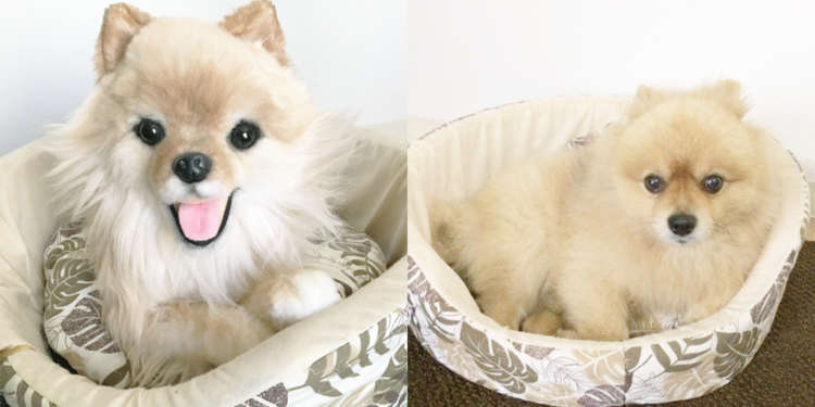 犬 ぬいぐるみ オーダーメイド ポメラニアン オーダーメイドぬいぐるみ PECOHug ペコハグ