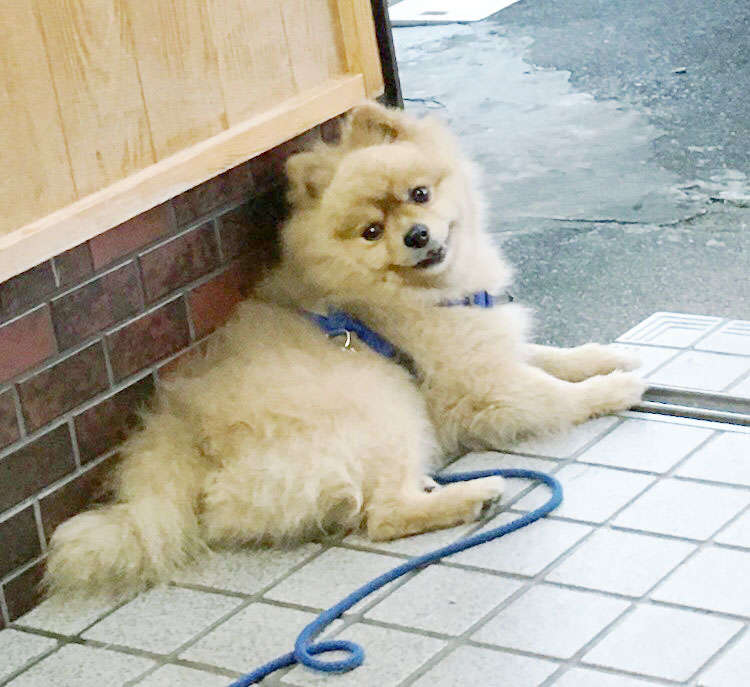 犬 ぬいぐるみ オーダーメイド ポメラニアン オーダーメイドぬいぐるみ PECOHug ペコハグ