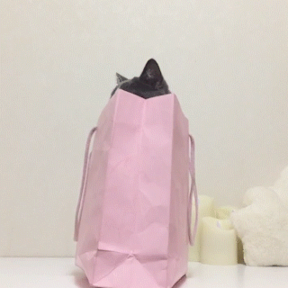 動物,犬,猫,しつけ,飼い方,育て方,病気,健康