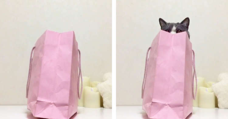 名前を呼ばれると → 顔半分だけがひょこっ♪ 紙袋に入った猫さんの「お返事」が可愛らしかった♡