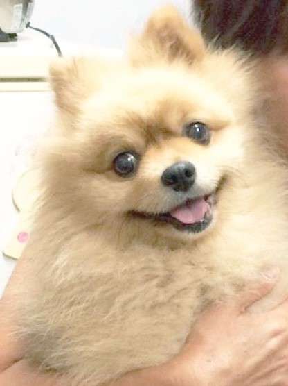 犬 ぬいぐるみ オーダーメイド オーダーメイドぬいぐるみ PECOHug ペコハグ