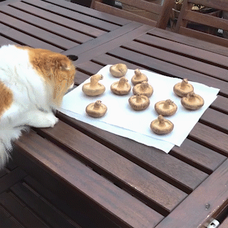 動物,犬,猫,しつけ,飼い方,育て方,病気,健康