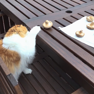 動物,犬,猫,しつけ,飼い方,育て方,病気,健康