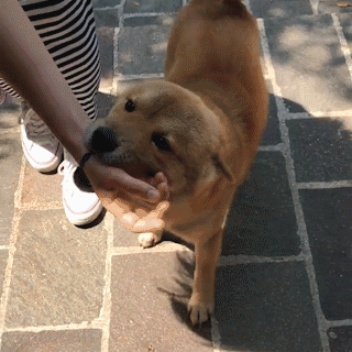 動物,犬,猫,しつけ,飼い方,育て方,病気,健康