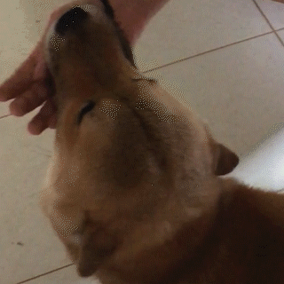 動物,犬,猫,しつけ,飼い方,育て方,病気,健康