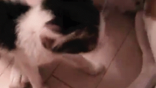 動物,犬,猫,しつけ,飼い方,育て方,病気,健康