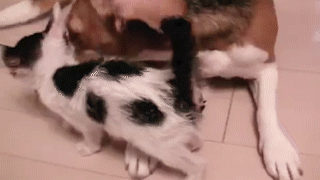 動物,犬,猫,しつけ,飼い方,育て方,病気,健康