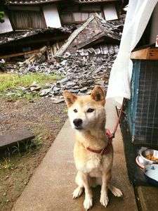【熊本地震発生時】被災地で撮影された犬の様子