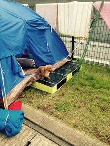 【熊本地震発生時】テント生活を余儀なくされた犬も
