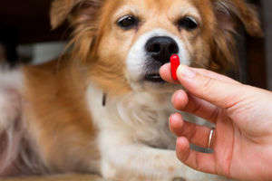 動物,犬,猫,しつけ,飼い方,育て方,病気,健康