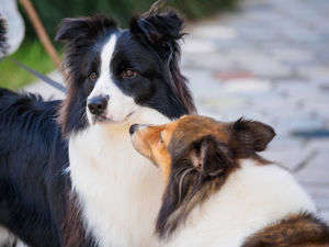 動物,犬,猫,しつけ,飼い方,育て方,病気,健康