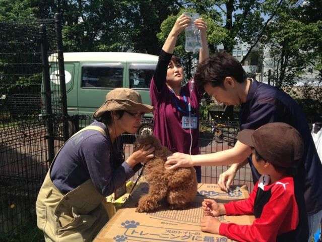 【熊本地震発生時】ボランティアの獣医師による診察も行われた