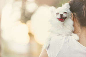 動物,犬,猫,しつけ,飼い方,育て方,病気,健康