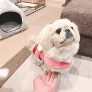動物,犬,猫,しつけ,飼い方,育て方,病気,健康