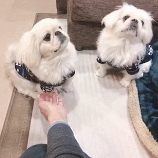 動物,犬,猫,しつけ,飼い方,育て方,病気,健康