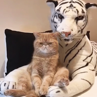 動物,犬,猫,しつけ,飼い方,育て方,病気,健康
