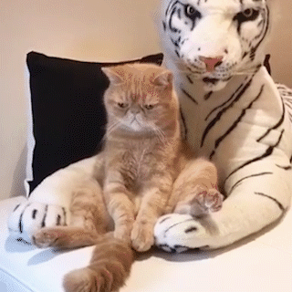 動物,犬,猫,しつけ,飼い方,育て方,病気,健康