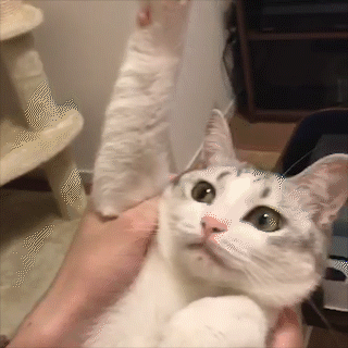 動物,犬,猫,しつけ,飼い方,育て方,病気,健康