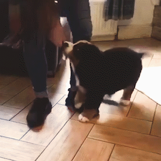 動物,犬,猫,しつけ,飼い方,育て方,病気,健康