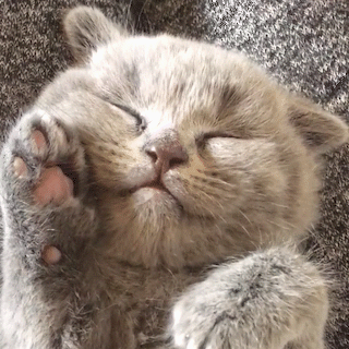 動物,犬,猫,しつけ,飼い方,育て方,病気,健康