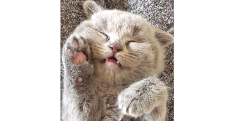 お口をモグモグ、舌をペロペロ…。子猫ちゃんの天使のようなオヤスミ姿が、たまらなく可愛かった!
