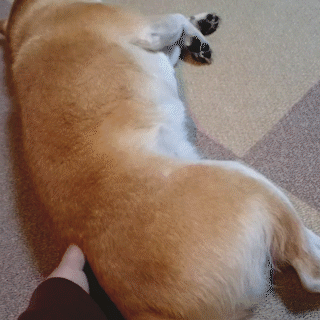 動物,犬,猫,しつけ,飼い方,育て方,病気,健康