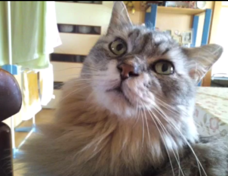 動物,犬,猫,しつけ,飼い方,育て方,病気,健康