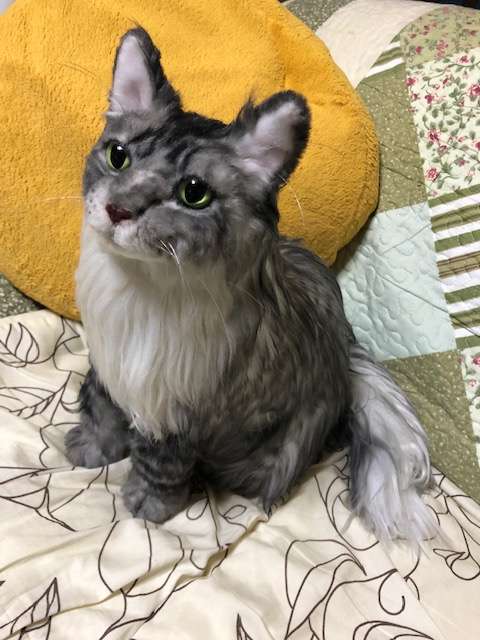 動物,犬,猫,しつけ,飼い方,育て方,病気,健康