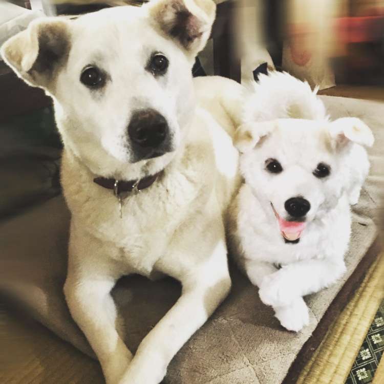 犬 ぬいぐるみ 保護犬 PECOHug ペコハグ 雑種犬 オーダーメイドぬいぐるみ