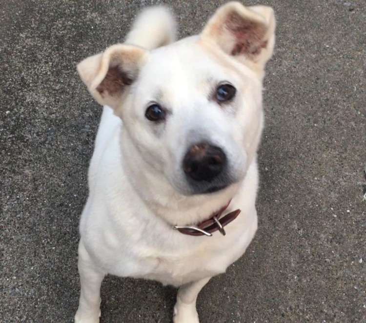 犬 ぬいぐるみ 保護犬 PECOHug ペコハグ 雑種犬 オーダーメイドぬいぐるみ