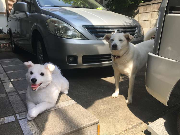 犬 ぬいぐるみ 保護犬 PECOHug ペコハグ 雑種犬 オーダーメイドぬいぐるみ