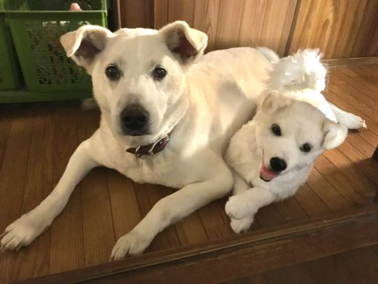 離れて暮らす愛犬といつも一緒にいたい。そんな飼い主さんの願いが叶う。