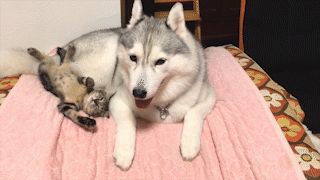 動物,犬,猫,しつけ,飼い方,育て方,病気,健康