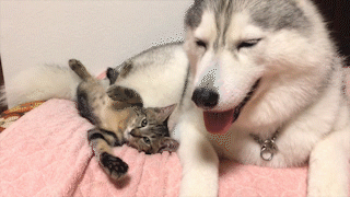 動物,犬,猫,しつけ,飼い方,育て方,病気,健康
