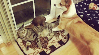 動物,犬,猫,しつけ,飼い方,育て方,病気,健康