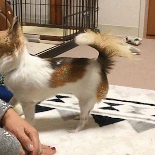 動物,犬,猫,しつけ,飼い方,育て方,病気,健康