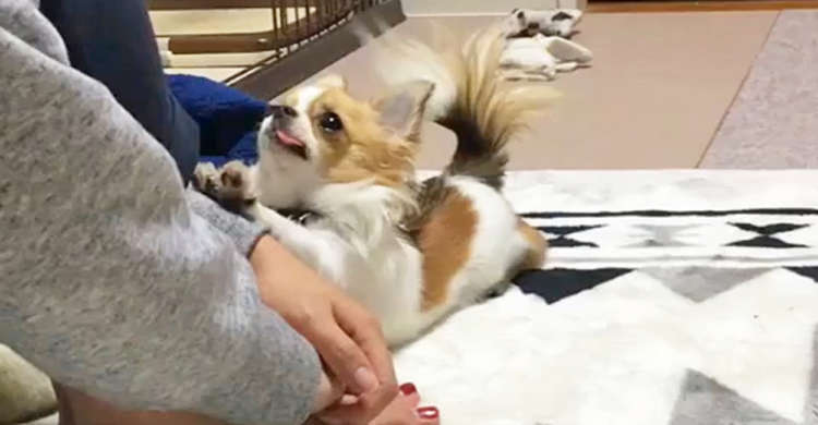 「何して遊ぶ〜?」ウルウルな瞳で飼い主さんを見つめてくるワンコ! その表情に…やられた(*´Д`)♡