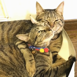 動物,犬,猫,しつけ,飼い方,育て方,病気,健康