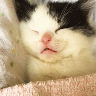 動物,犬,猫,しつけ,飼い方,育て方,病気,健康