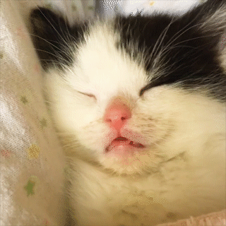動物,犬,猫,しつけ,飼い方,育て方,病気,健康