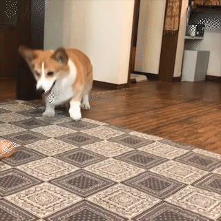 動物,犬,猫,しつけ,飼い方,育て方,病気,健康
