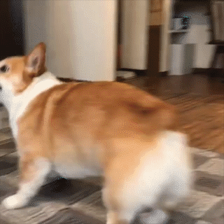動物,犬,猫,しつけ,飼い方,育て方,病気,健康